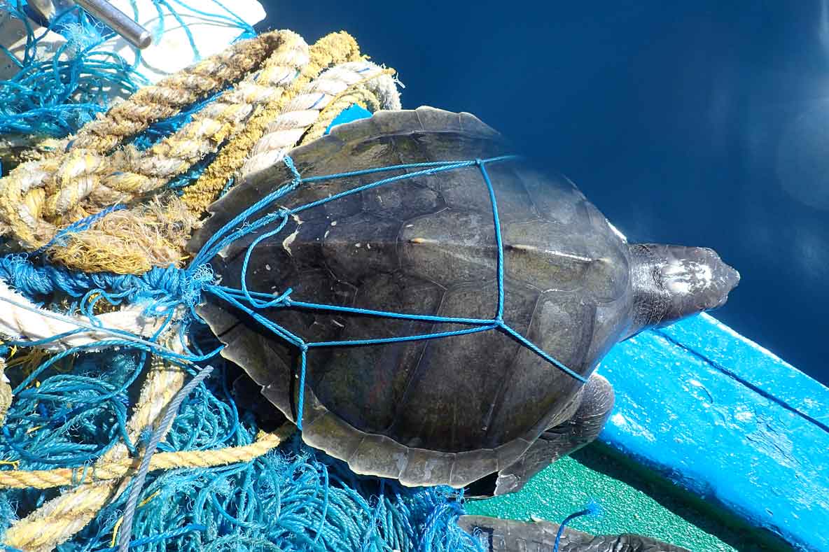 Fishermen have spotted (and caught) adult Olive ridleys over 4,000 km from land in the Pacific.
