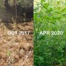 Fast-growing mini-forests are springing up around Europe to aid biodiversity and climate