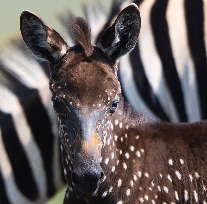 Research conducted in South Africa has found that in two cases of plains zebras with aberrant colouring, at least, the animals formed normal relationships with other zebras—including mating.