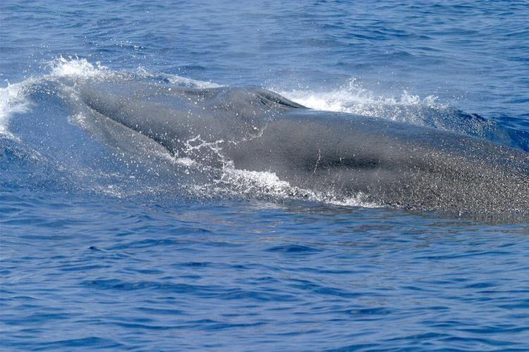The name Rice’s whale is in honor of renowned American biologist Dale Rice who had a distinguished 60-year career in marine mammal science. He was the first researcher to recognise that Bryde's whales (now Rice’s whales) are present in the Gulf of Mexico.