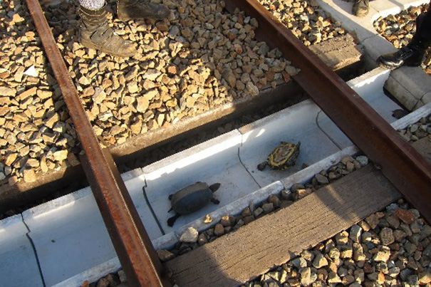 In Japan hebben ze speciaal voor schildpadden tunnels onder het spoor door gebouwd.