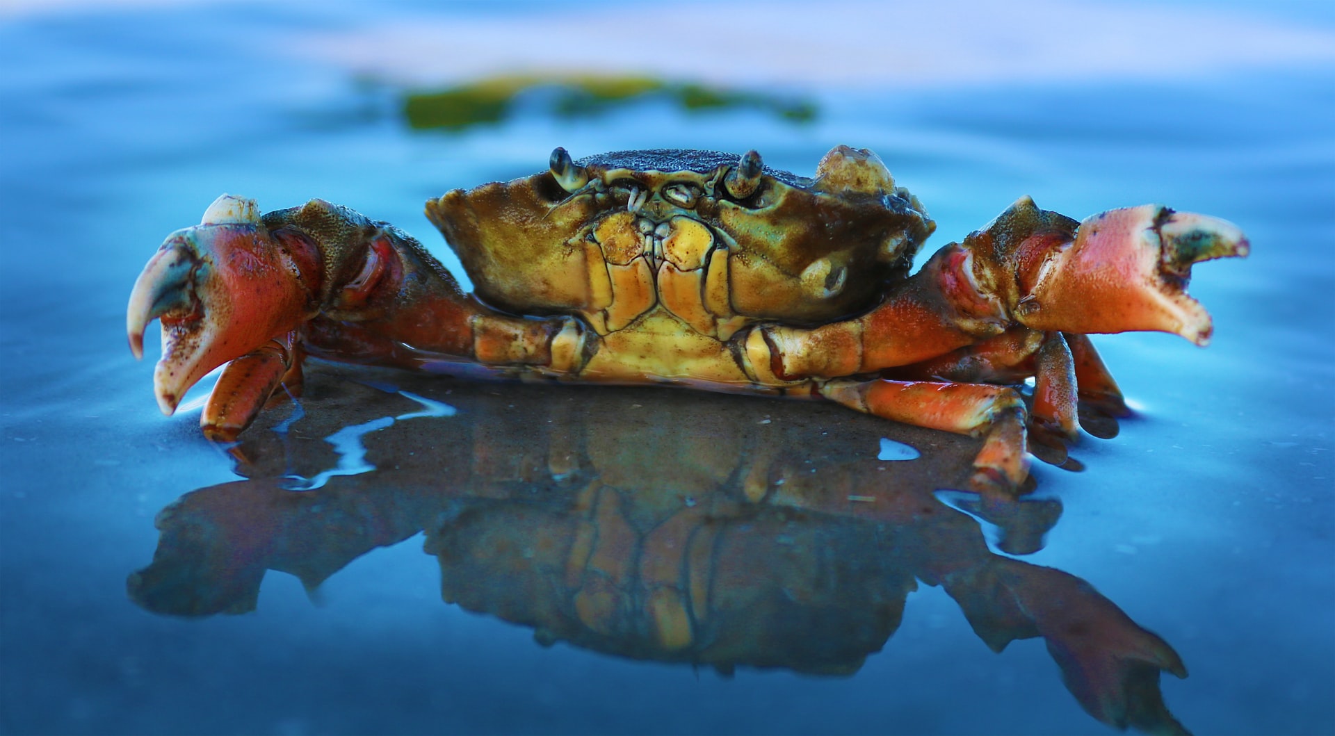 (including octopuses, squid and cuttlefish) and decapods (including crabs, lobsters and crayfish).