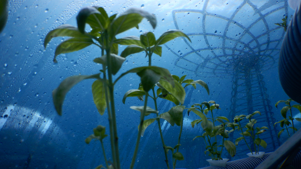An almost constant temperature, paired with the natural evaporation of a surface of liquid in contact with an air space, creates underwater greenhouses.