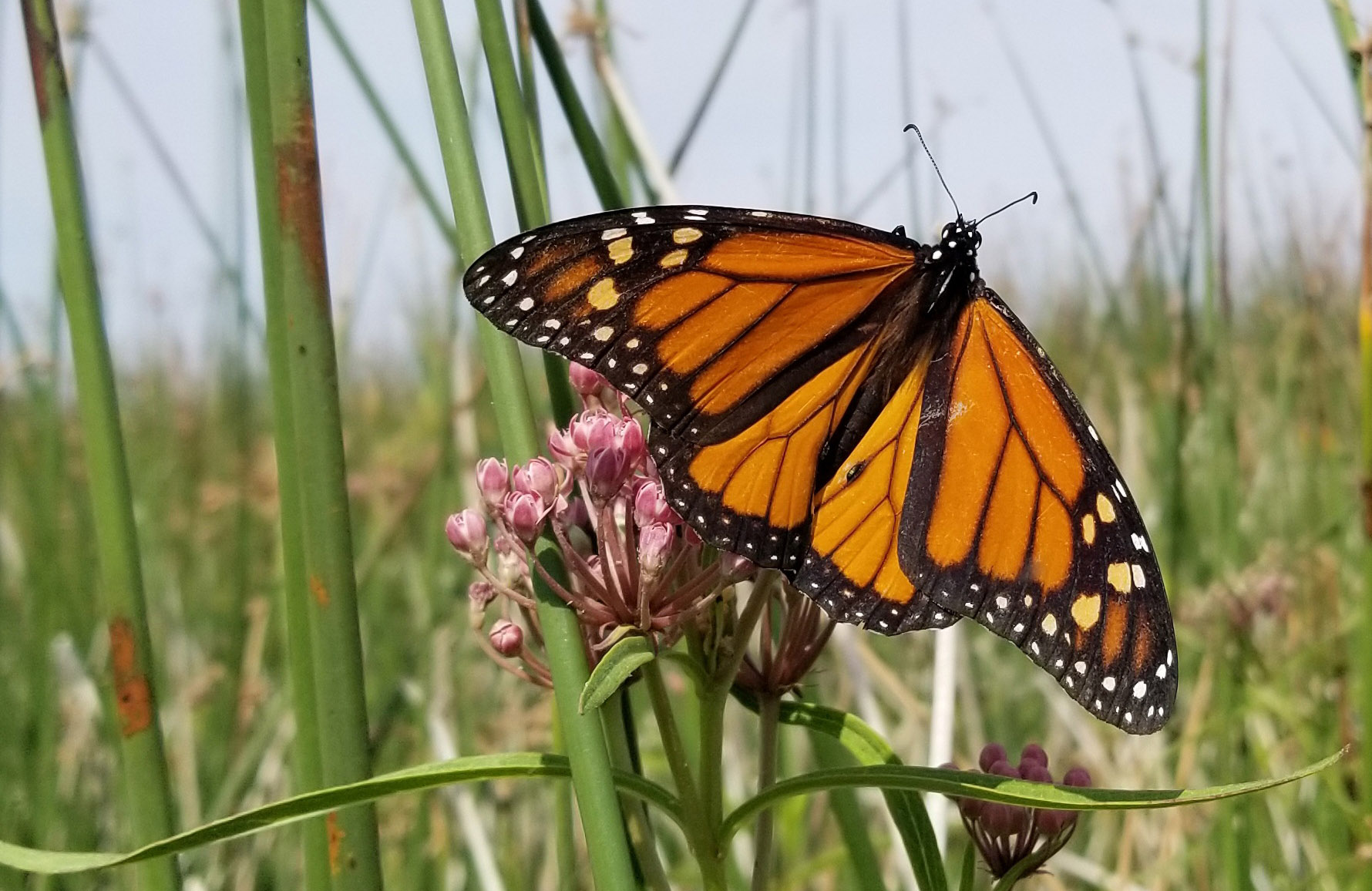 There are actually two species of monarch butterflies living in the Western Hemisphere. These species live in either North America or South America. However, the one place they can both coexist safely is, believe it or not, the Caribbean.