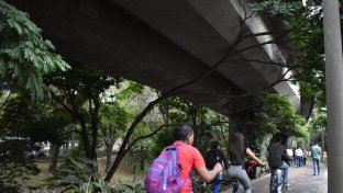 Colombian city plants 30 giant corridors of trees to cool down and combat climate change