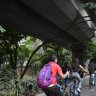 Colombian city plants 30 giant corridors of trees to cool down and combat climate change