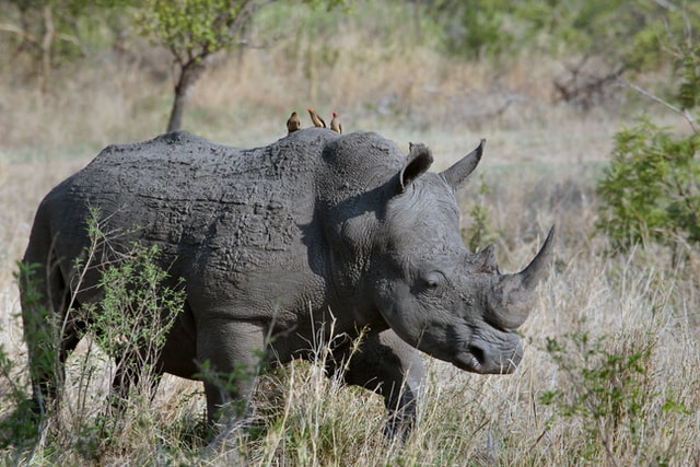 A total of 90 people were arrested for rhino poaching and rhino horn trafficking outside the KNP, and more than 25 major investigations were undertaken across the country.
