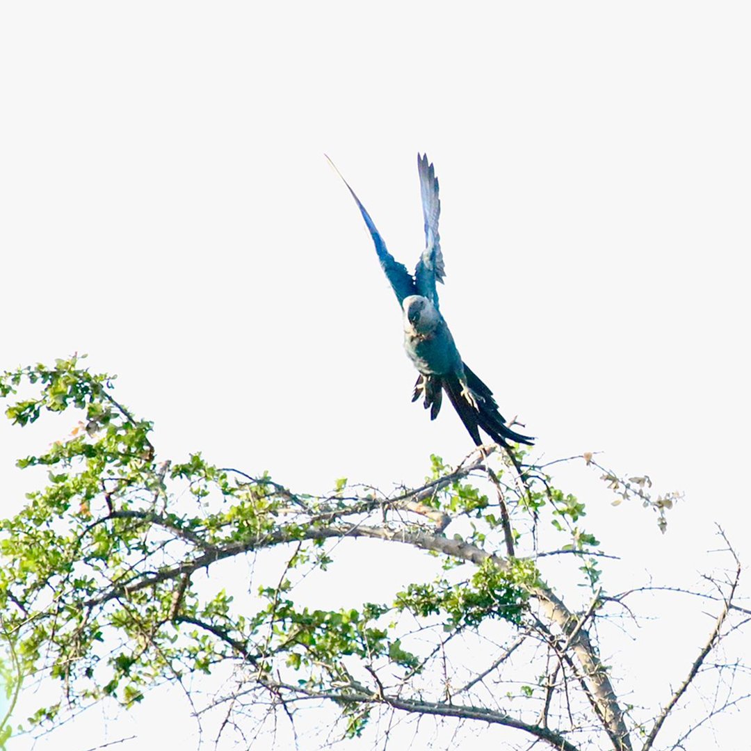 They brought them to the macaw wildlife refuge in the northeastern state of Bahia, where a breeding programme was started in 2018 aimed at bringing the blue birds back to Brazillian skies.