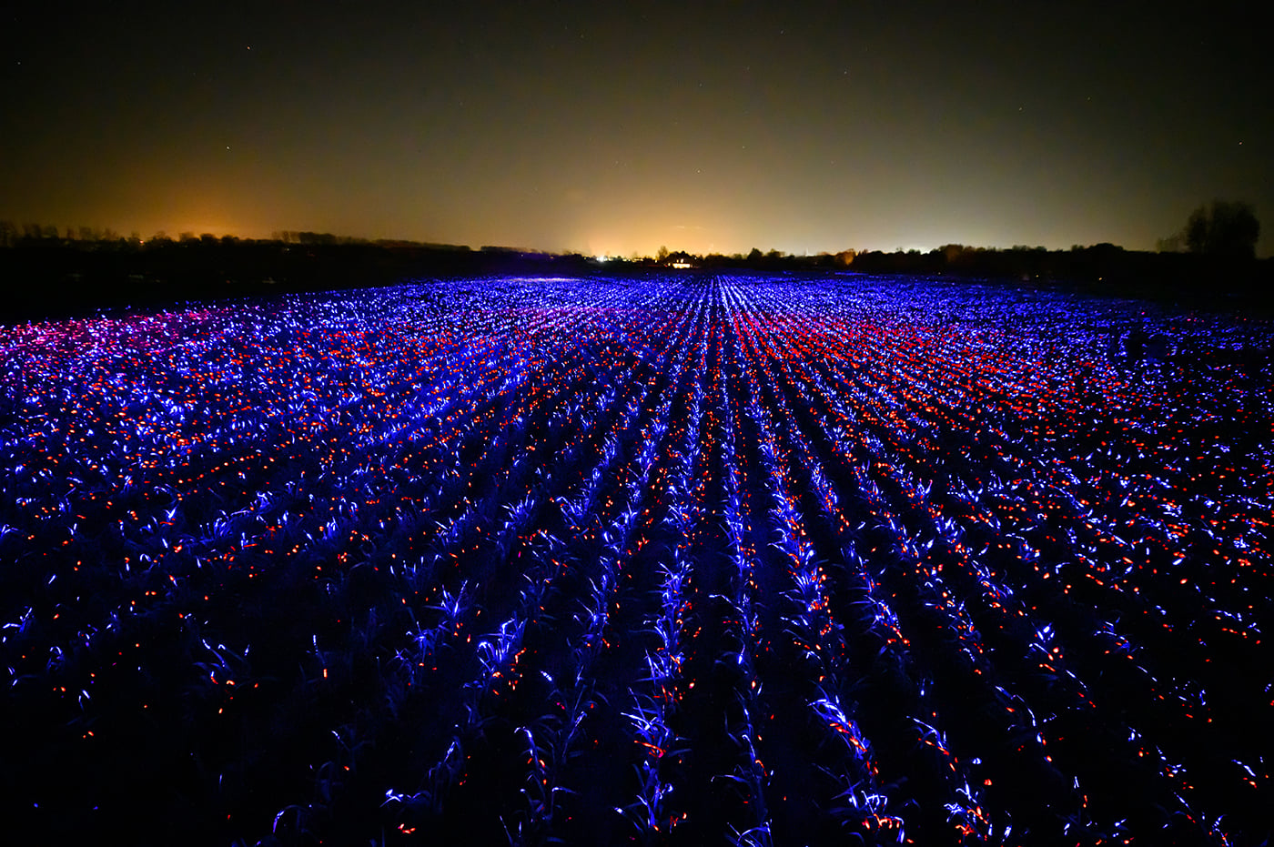 20,000m2 de campo agrícola con cuatro sistemas de luces basados en baterías solares para exhibiciones alrededor del mundo.