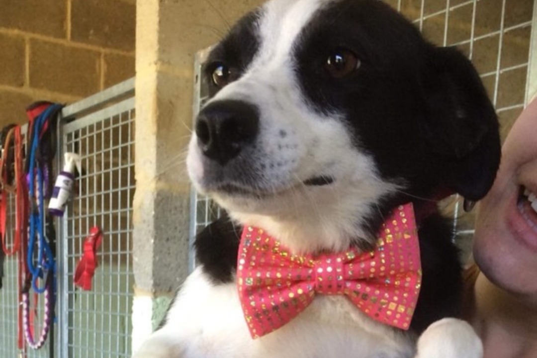 Darius has donated countless bow ties to animal shelters and adoption centers across the USA and in the United Kingdom.