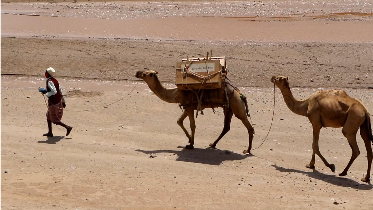 The programme includes 21 camels, which are traditionally used by communities in the Somali region of Ethiopia to transport goods across the hot lowland areas.