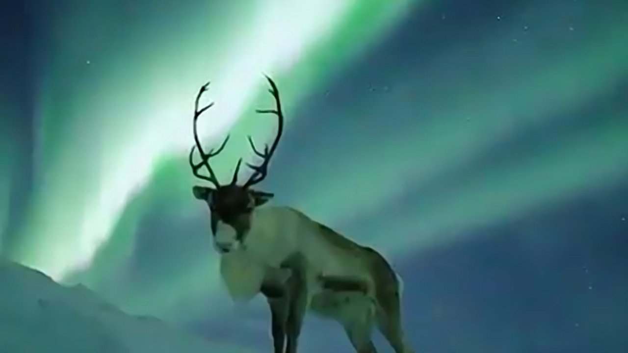 Reindeer steals the limelight at Aurora Borealis Observatory
