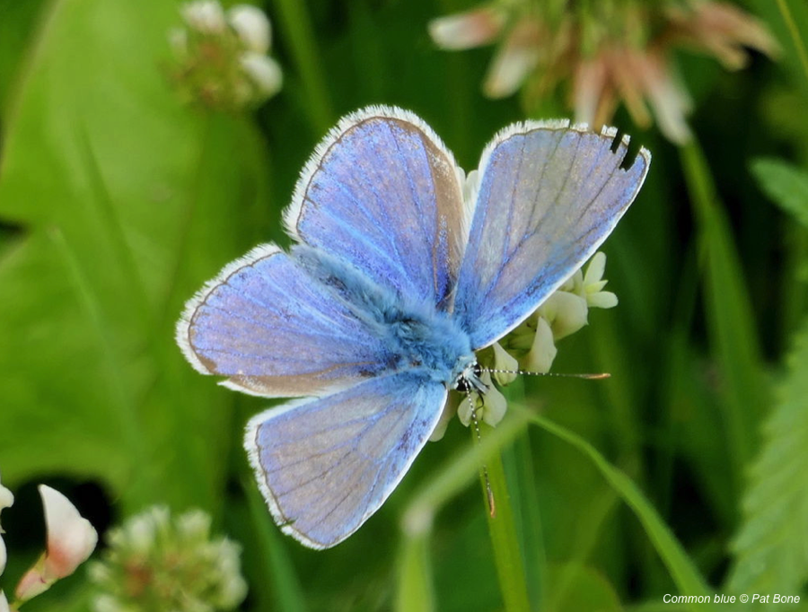 This includes 34 bee species, 26 butterfly species, and 43 hoverfly species – none of which would have been found on the site when it was a barley field.