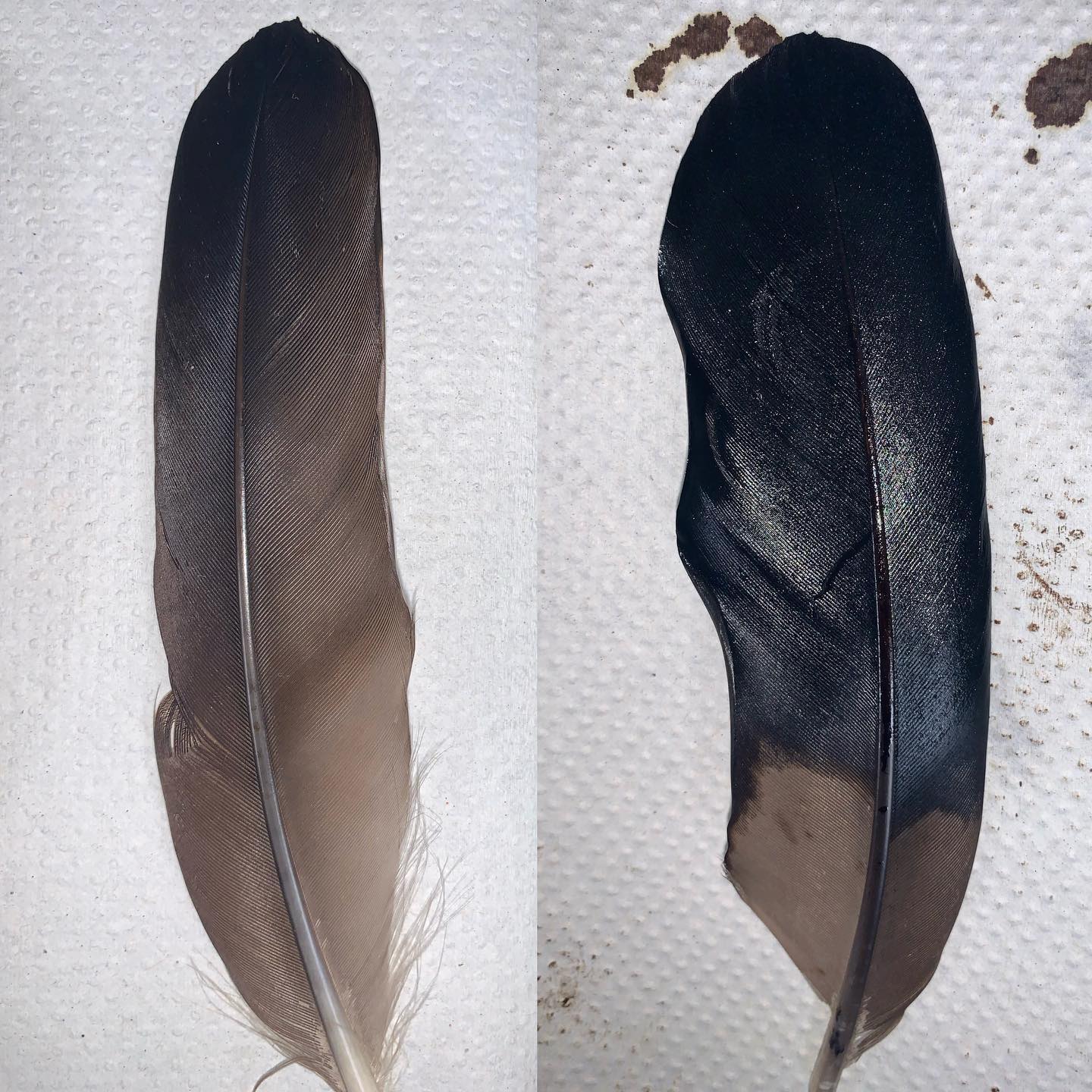 On the left we have a feather cleaned using our solvent and on the right we have a feather cleaned using a 7% Dawn dish detergent solution. ~80-90% oil removed Vs. ~35% oil removed