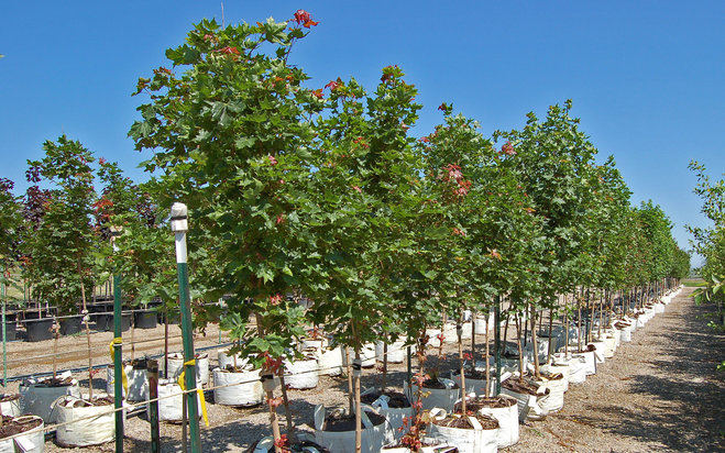 “These trees aren’t just about making our city look pretty– they’re a win for quality of life here in Los Angeles, lowering our energy use, benefiting our air quality, increasing our stormwater capture, and addressing the urban heat island effect head on,” said Mayor Eric Garcetti.