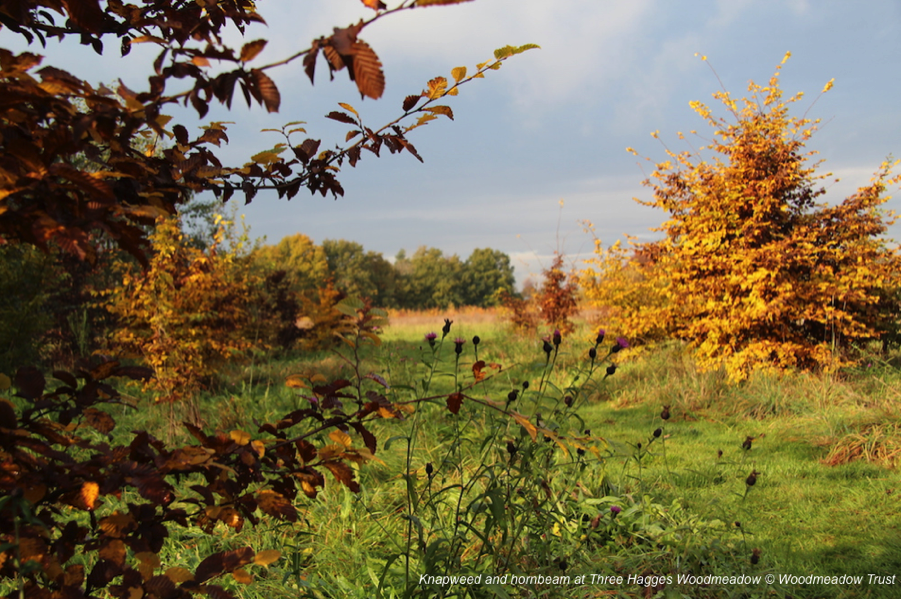 Orchards, mini-meadows, hedges and woodland can be turned into types of woodmeadow by planting pollinator-friendly shrubs and wildflowers beneath native trees, and ensuring lots of habitat edges.