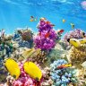 Tailandia prohíbe el uso de protectores solares con químicos para proteger a los arrecifes de coral