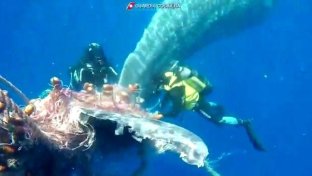 Italian divers free sperm whale caught in discarded ‘ghost’ fishing nets