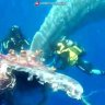 Italian divers free sperm whale caught in discarded ‘ghost’ fishing nets
