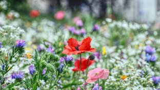 Wildflower meadows will line England&#8217;s new roads in boost for biodiversity