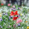 Wildflower meadows will line England&#8217;s new roads in boost for biodiversity