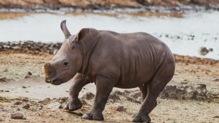 Rhino poaching in South Africa down by 33% last year