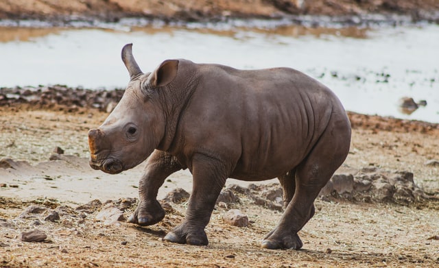 Countries working together on sharing of information and investigations to combat wildlife trafficking remains a key to the success in combating wildlife trafficking, even in this difficult time of COVID19.