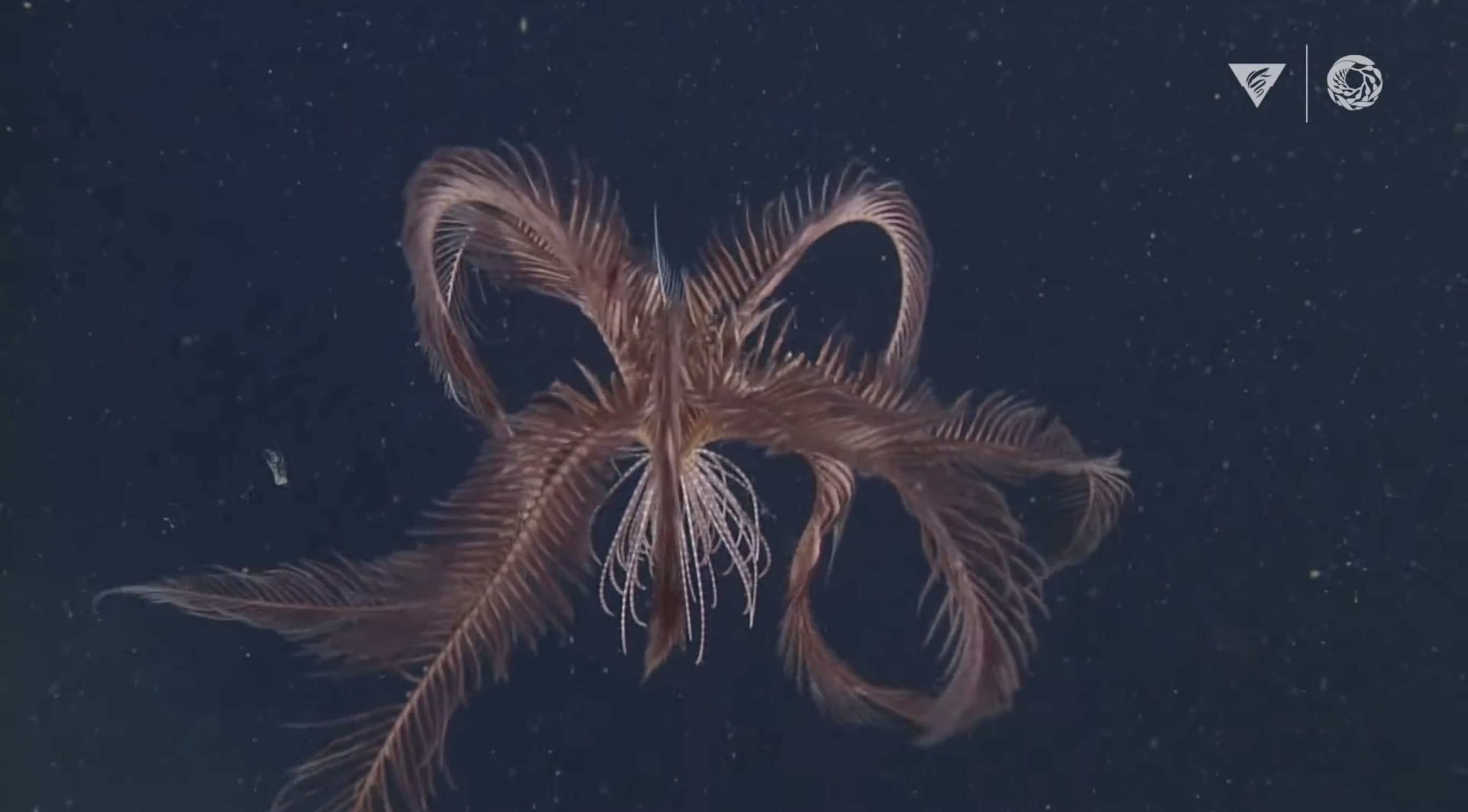 Related to sea stars, these animals look like underwater flowers... that swim.