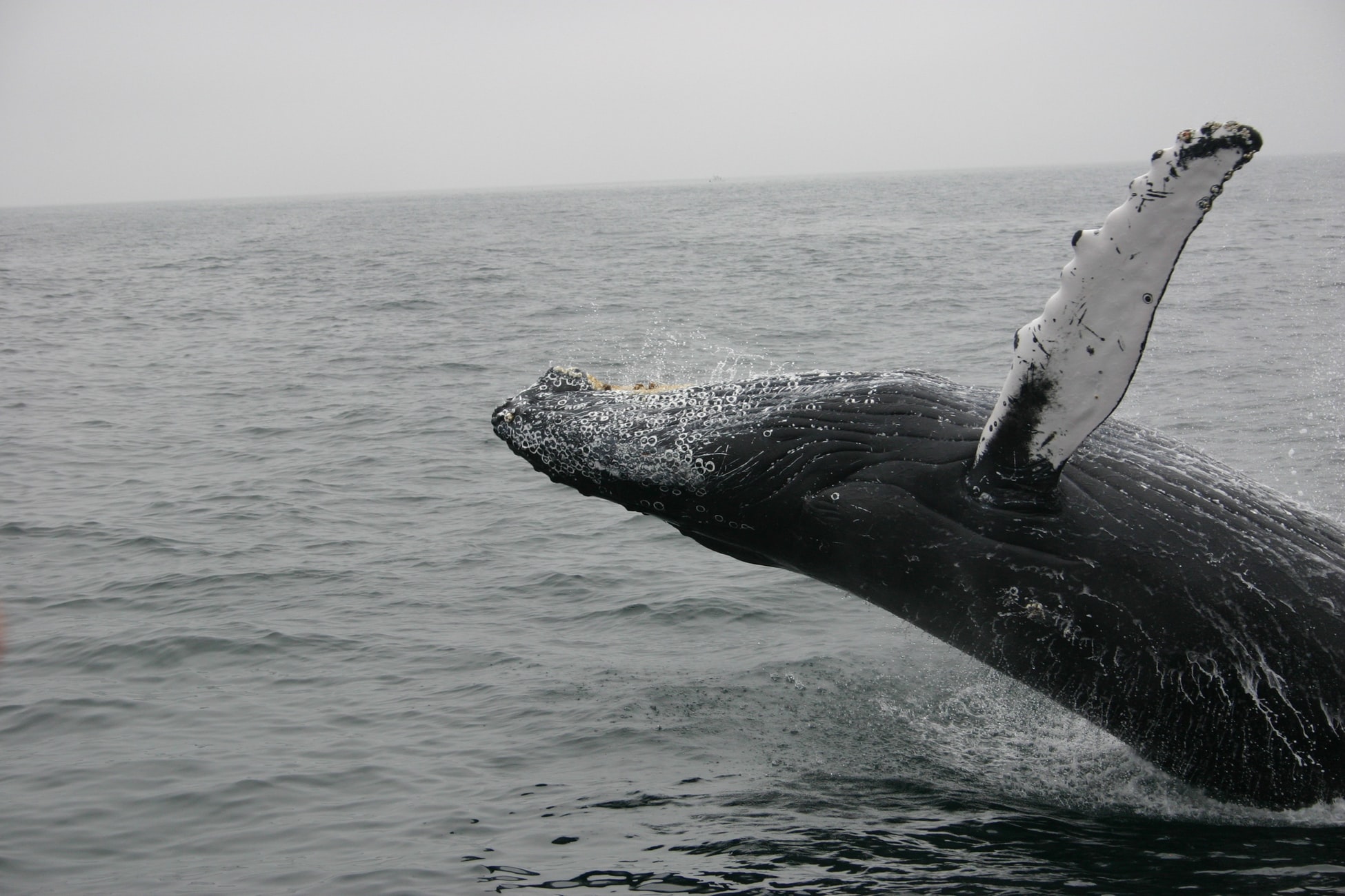 Cuando se trata de la caza de ballenas, las jorobadas son vulnerables. El hecho de que se muevan lentamente y tiendan a disfrutar de las aguas costeras las convierte en un objetivo principal.