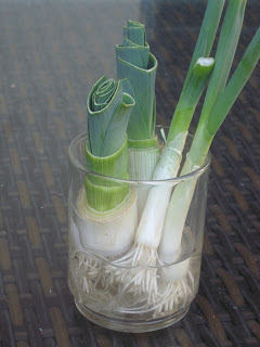 Cut off the bottom 2-3″ of the stalk and place in a cup of water. New growth will come from the center of the plant. Usually only the green part of the leek is used in cooking, but it can be used interchangeably with onions for a delicious, mellow flavor.