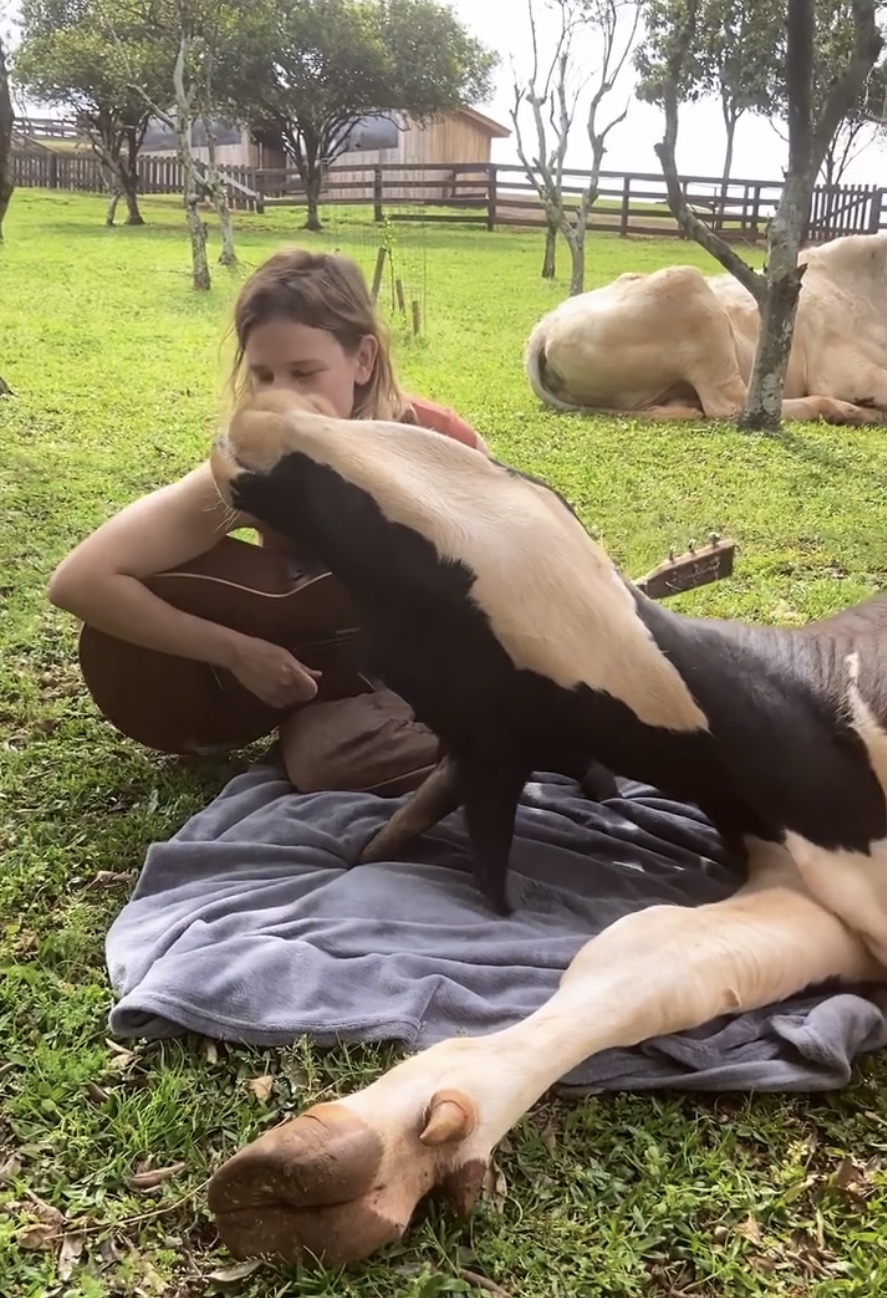 “Our initial intention was only to take care of the dogs and cats we had, rescue a calf and take care of Lucy (elderly sheep who was abandoned by the former owner of the site).  However, when we rescued Joaquim in October 2019, a victim of the milk industry, we could not close our eyes to the countless discarded calves we saw when we went to get Joaquim's milk.”