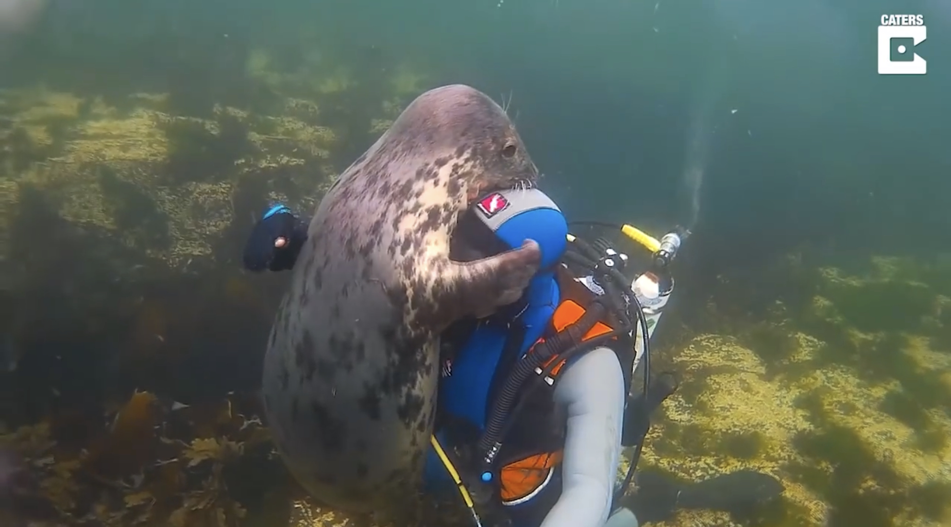 The video shows a grey seal (Halichoerus grypus) playing with Ben Burville @Sealdiver off the Northumberland coast, UK.