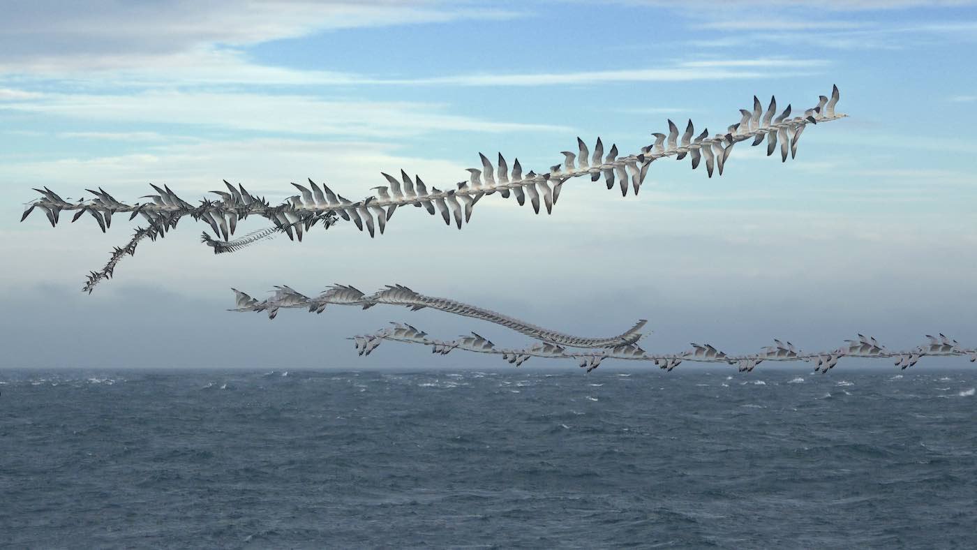 Not starlings but gannets. “They create optical illusions and helices, like a spiral staircase—they look absolutely ethereal.”