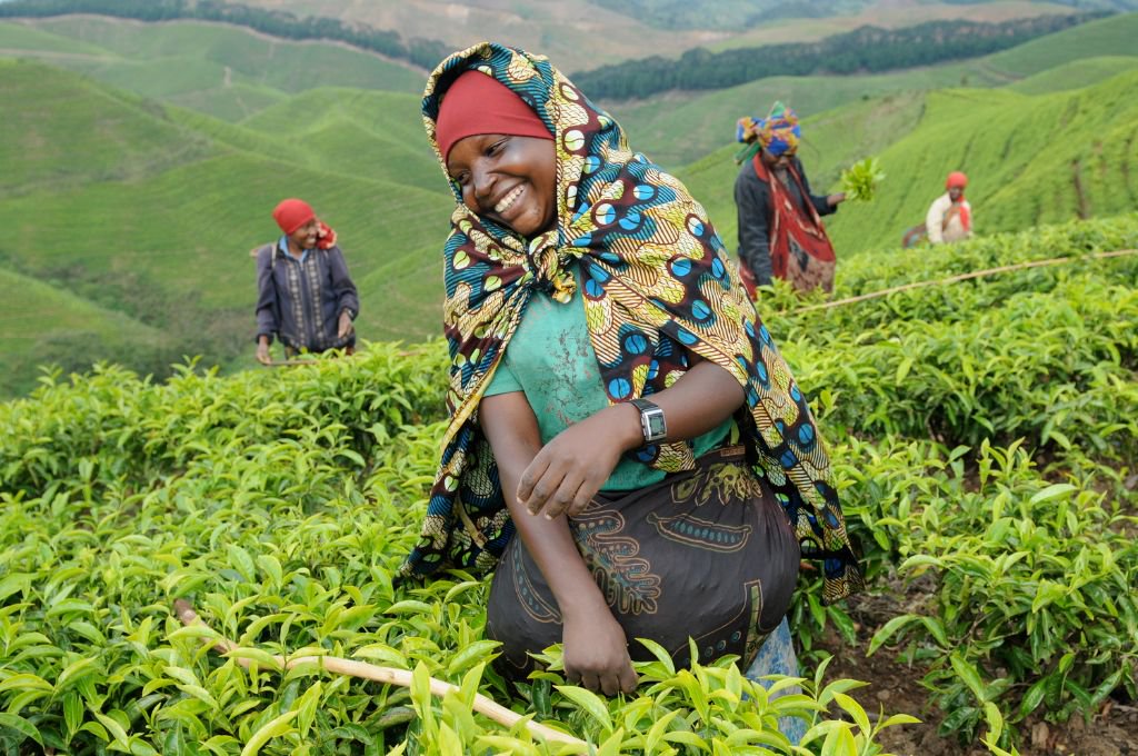 Factors such as the factory processing capacity doubling from 60 tonnes to 120 tonnes of green leaf per day, and the average farmer’s annual gross income increasing from $1,412 in 2013 to $2,881 in 2021. More than 5,000 farmers have been trained on best practice tea management skills.