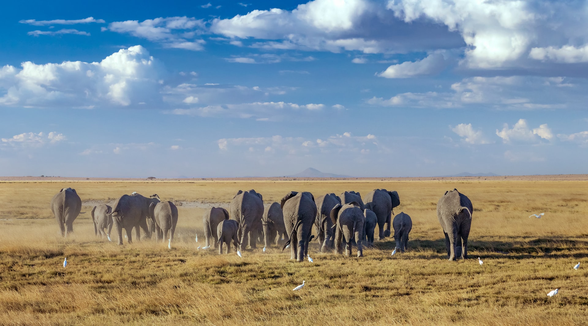 Along with Kenya's efforts to tame poaching, a combination of good rainfall and a drop in tourism due to lockdowns has led to the birth of 140 baby elephants in Amboseli National Park, bringing Kenya's overall elephant population to more than double that of 1989.