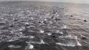 Watch Ferry Passenger’s Stunning Footage of 200 Frolicking Dolphins