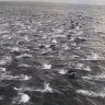 Watch Ferry Passenger’s Stunning Footage of 200 Frolicking Dolphins