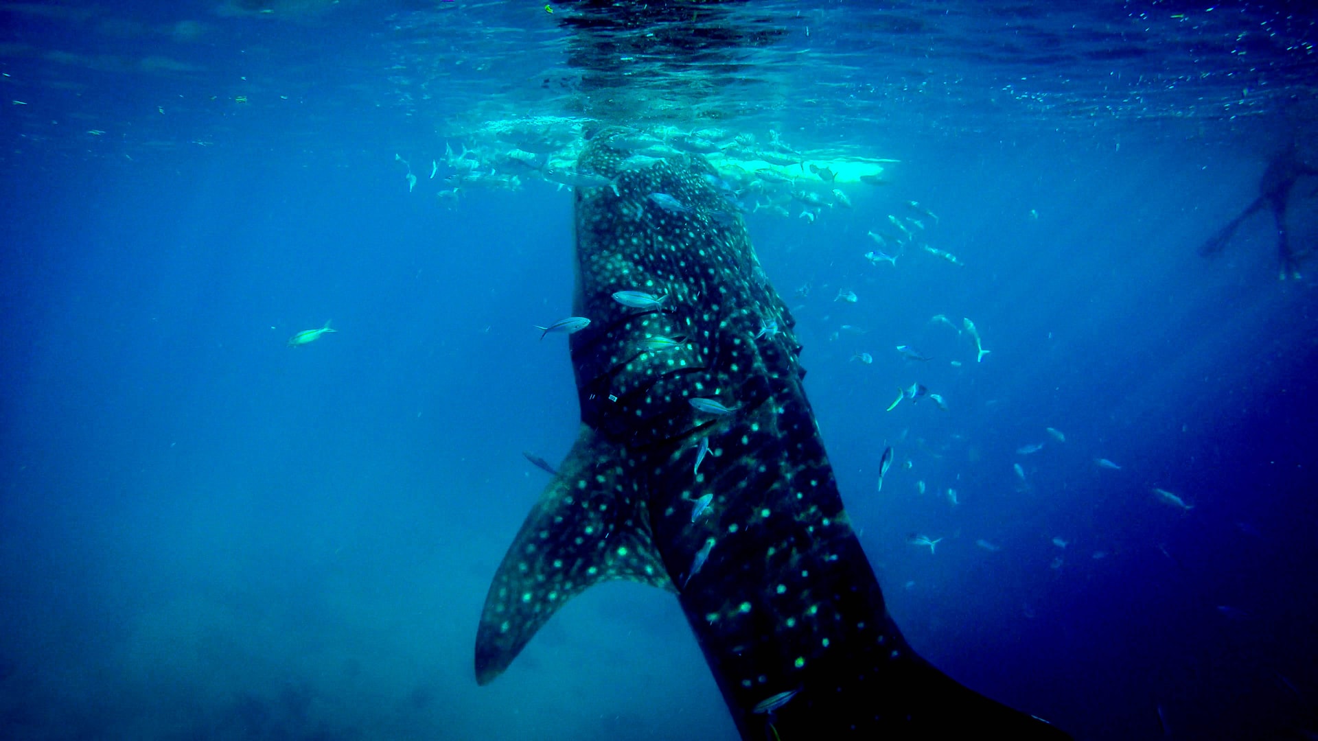The whale shark is listed as endangered on the International Union for Conservation of Nature's (IUCN) Red List. It is still hunted in some areas and its fins can be valuable in the shark finning trade. Since they are slow to grow and reproduce, populations may not recover quickly if this species is overfished.