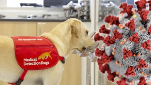 Cold, wet noses against coronavirus: COVID-19 detection dogs trial launched in the UK