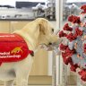Cold, wet noses against coronavirus: COVID-19 detection dogs trial launched in the UK