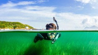 The UK sows seagrass meadows to fight climate change