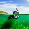 The UK sows seagrass meadows to fight climate change
