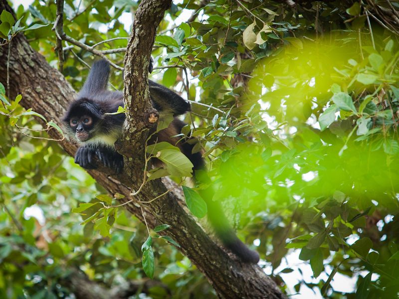 Un mono araña se posa en un árbol del Bosque Maya de Belice © 2011 Tony Rath