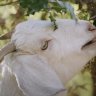 How Goats are Regenerating a Forest and Protecting an Australian Town from Bushfires