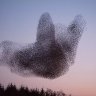 5 things about murmurations you may not know