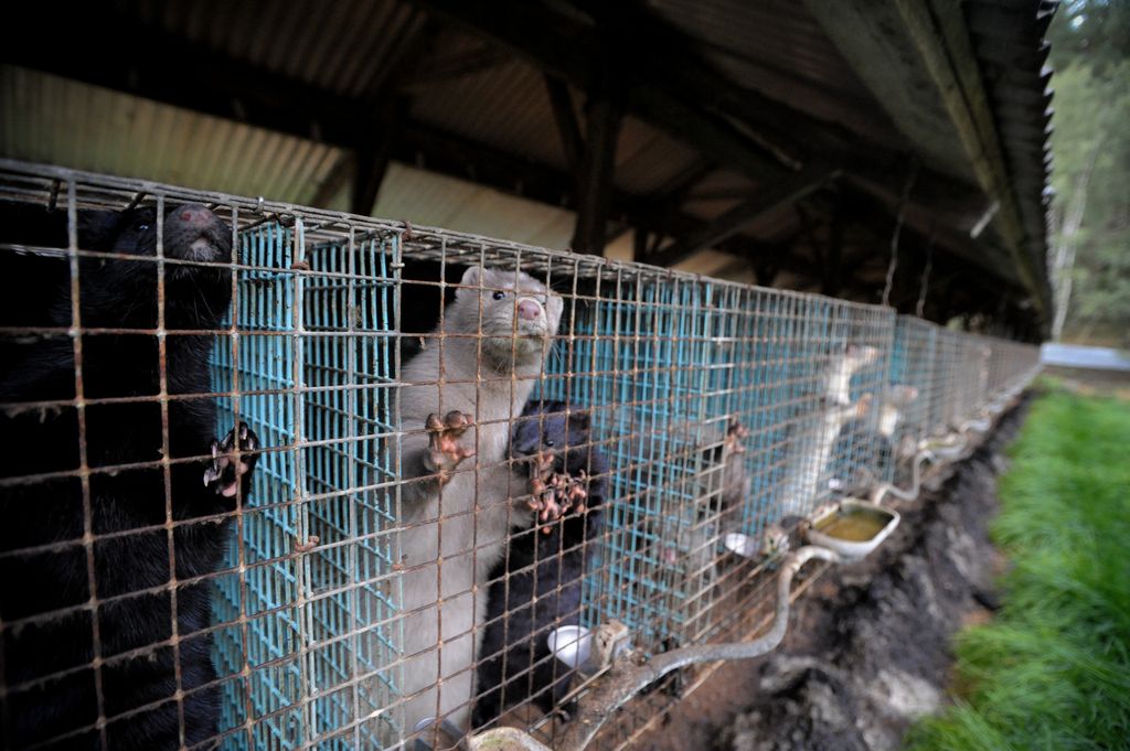 Filthy fur farms packed with sick, stressed, and injured minks are breeding grounds for disease. SARS and the novel coronavirus first infected humans who came into close contact with captive wildlife at live-animal markets – which represent a similar public health risk to that posed by fur farms.