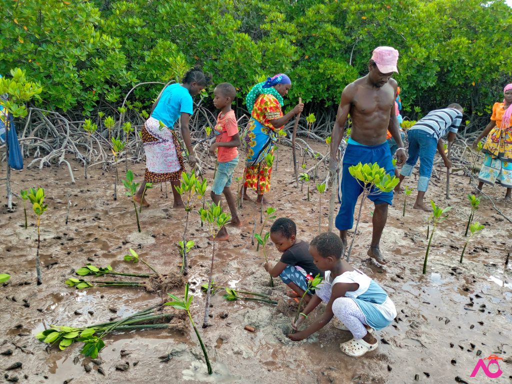 Dit is een mangrove-rehabilitatieproject waarbij de gemeenschappen rond Mida Creek zaaibedden aanleggen en verkopen om wat inkomsten te genereren, maar ook om in gebieden te planten waar het mangrovebos is aangetast. De gemeenschap plant mangroven die als broedplaats voor vissen en krabben dienen.