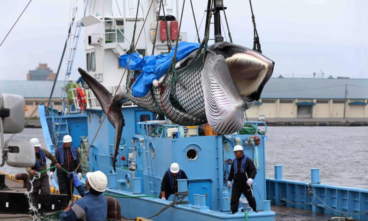 From 1 July, Japanese fishermen set sail to hunt whales commercially for the first time in more than three decades after Tokyo’s controversial decision to withdraw from the International Whaling Commission. Here workers are seen unloading a slain minke whale at a port in Kushiro.