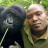 15 more gorgeous gorilla “selfies” from the Congo