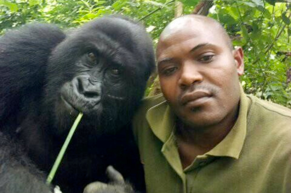 15 more gorilla “selfies” from the Congo BrightVibes